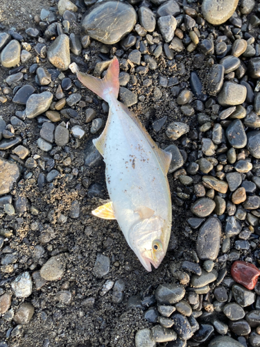 ショゴの釣果