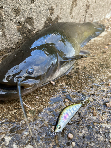 ナマズの釣果