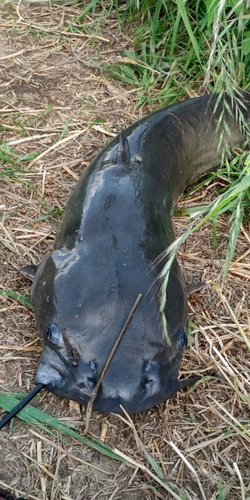 ナマズの釣果