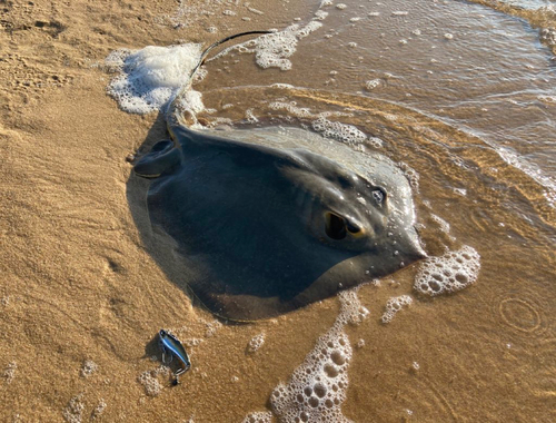 アカエイの釣果