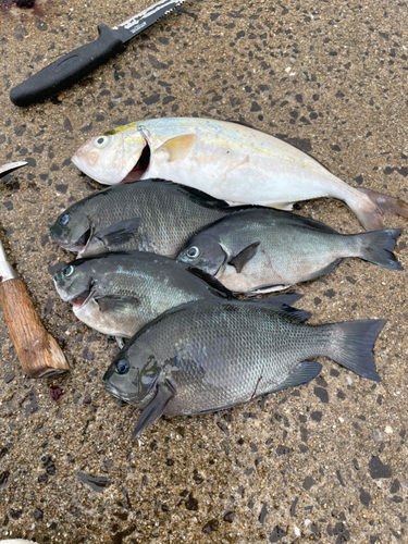 ショゴの釣果