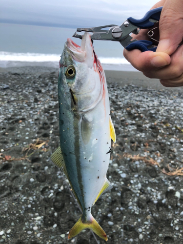 ワカシの釣果