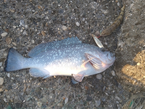 タカバーミーバイの釣果