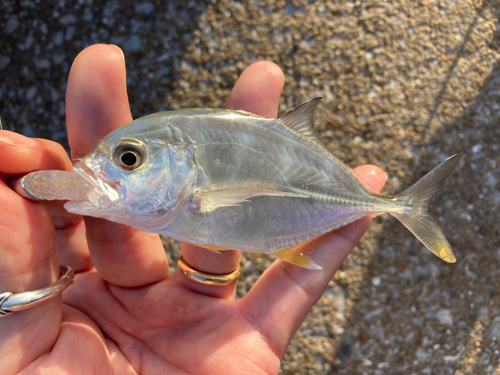 メッキの釣果