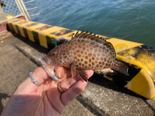 オオモンハタの釣果