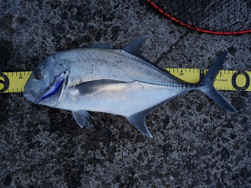 ロウニンアジの釣果