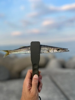 カマスの釣果