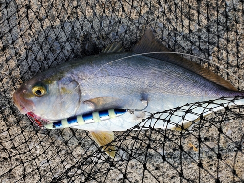 ネリゴの釣果