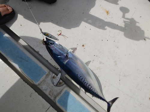 ソウダガツオの釣果