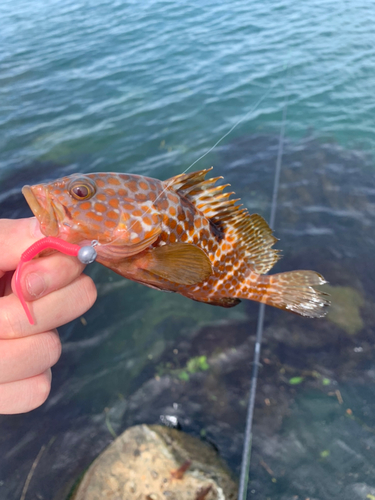 キジハタの釣果