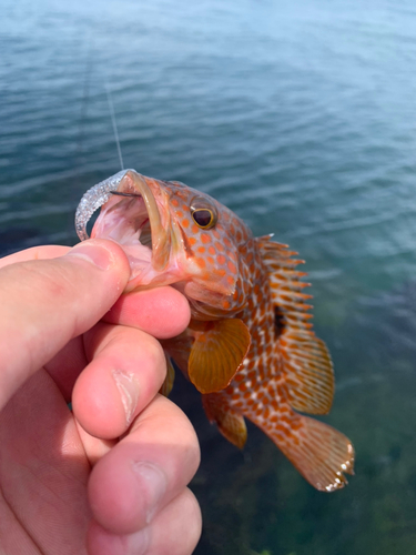 キジハタの釣果