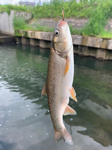 ウグイの釣果