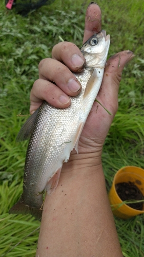 ウグイの釣果