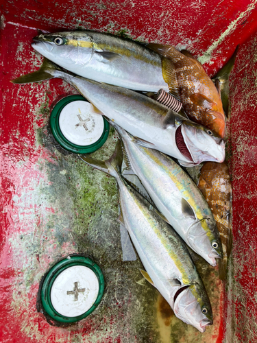 ヤズの釣果