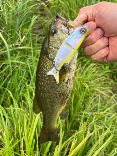 ラージマウスバスの釣果