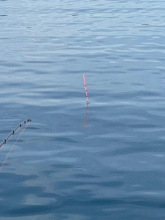 ヘダイの釣果