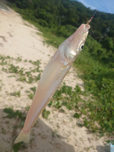 キスの釣果