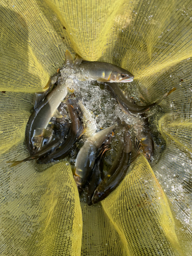 アユの釣果