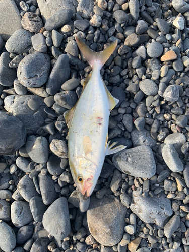 ショゴの釣果