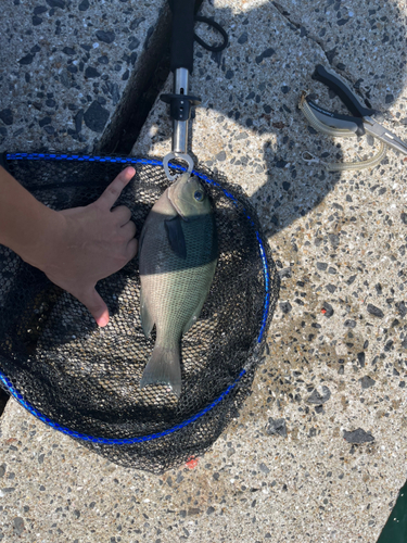 メジナの釣果