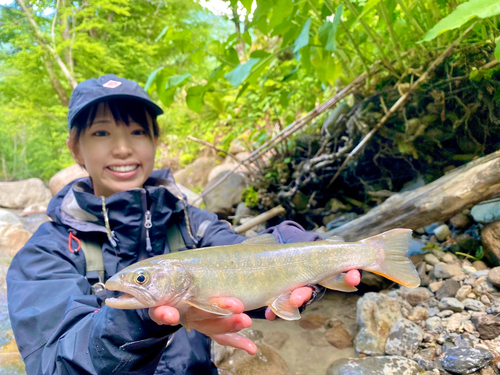 イワナの釣果