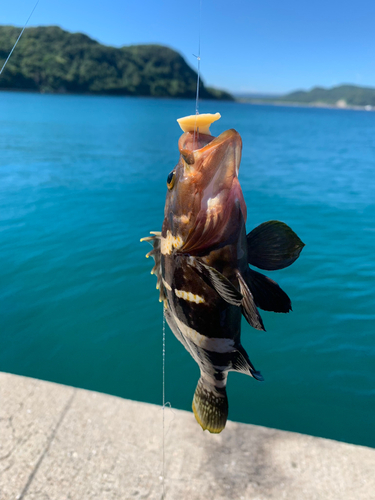 アオハタの釣果