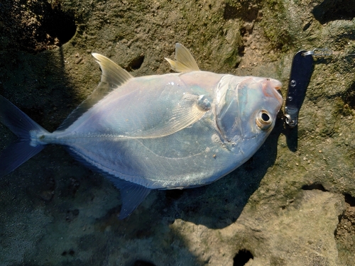 ガーラの釣果