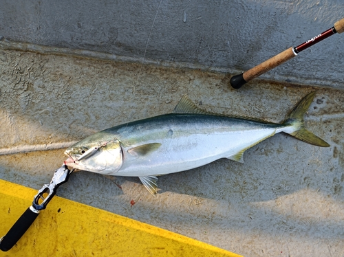 ハマチの釣果