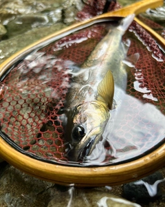 アマゴの釣果