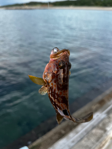 キジハタの釣果