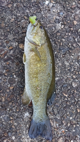 スモールマウスバスの釣果