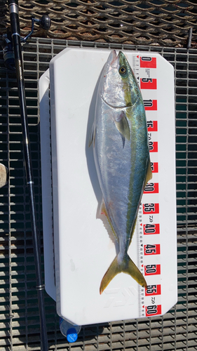 ハマチの釣果