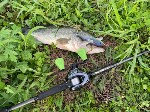 ブラックバスの釣果