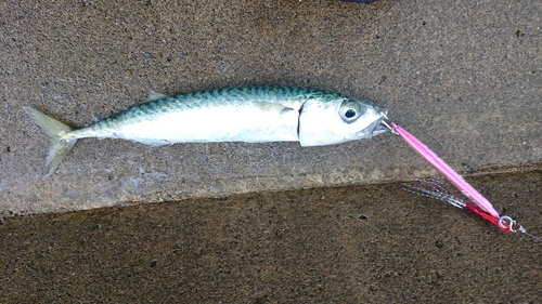 サバの釣果