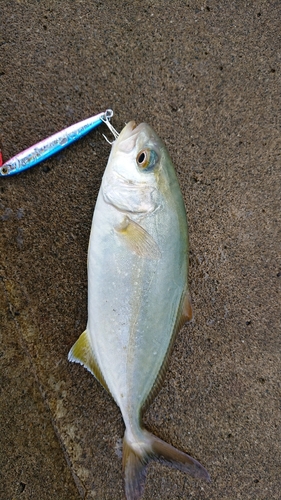 ショゴの釣果