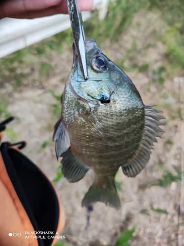 ブルーギルの釣果