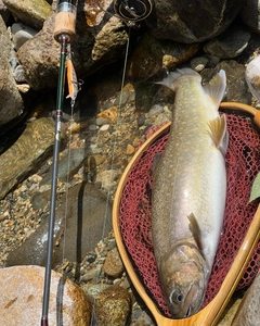 イワナの釣果