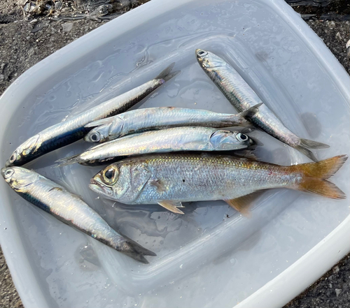 カタクチイワシの釣果