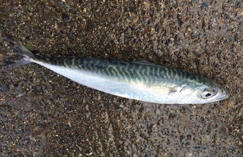 サバの釣果