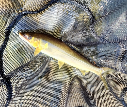 アユの釣果