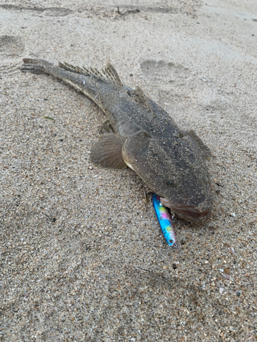 マゴチの釣果