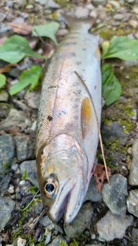 ヤマメの釣果