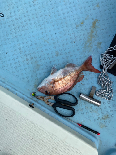 マダイの釣果