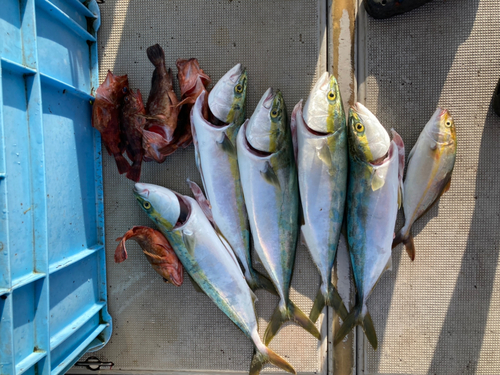 ハマチの釣果