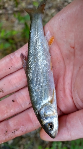 ウグイの釣果