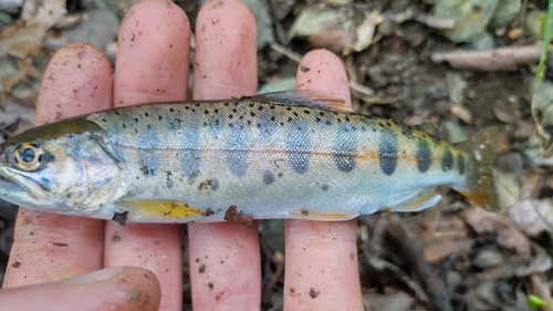 ヤマメの釣果