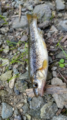 アブラハヤの釣果