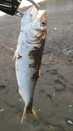 コノシロの釣果