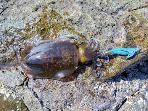 アオリイカの釣果