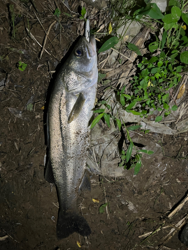 セイゴ（マルスズキ）の釣果